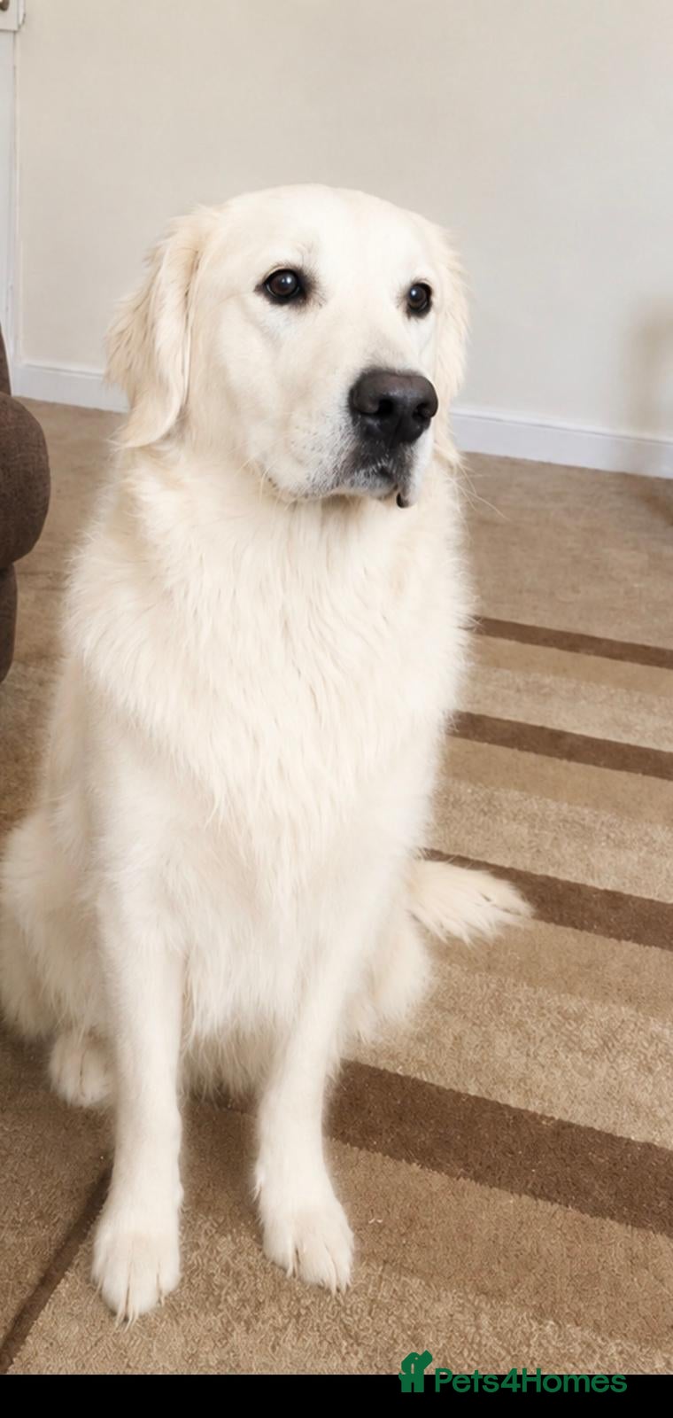 Golden Retriever dogs Beautiful Golden Retriever - Advert 5