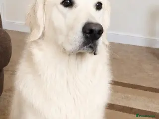 Golden Retriever dogs Beautiful Golden Retriever - Advert 5