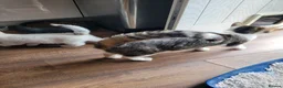 Mixed Breed cats for sale: Adorable kittens for sale. Ready for a new home. in Nottingham - Advert 3