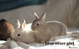 Netherland Dwarf rabbits for sale: new litters pure bred neterland dwarf - Image 4