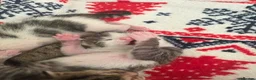 Mixed Breed cats for sale: Litter of 5 kittens  - Advert 10