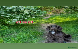 Cocker Spaniel dogs for sale: Cocker spaniel puppy  - Image 15