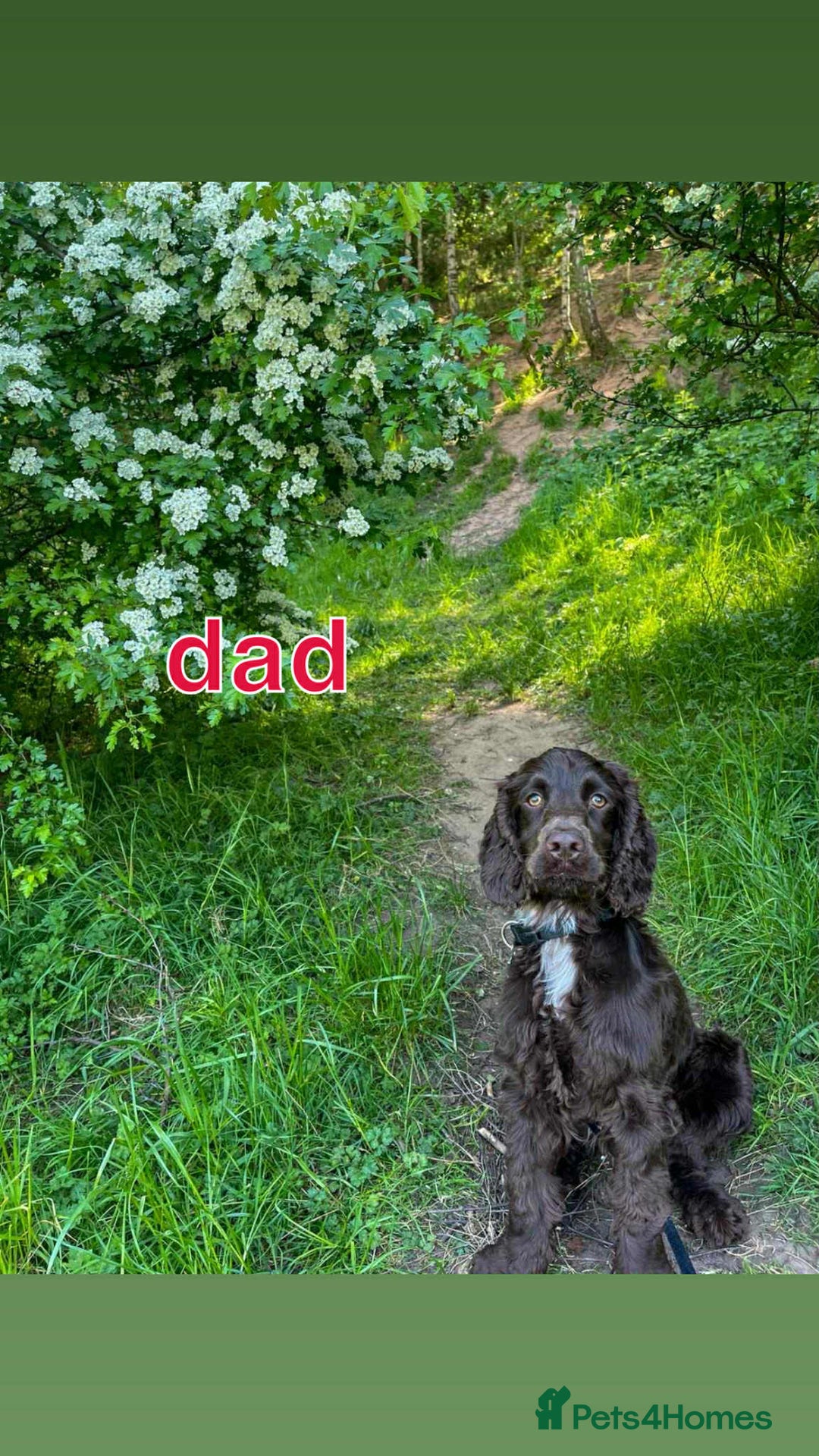 Cocker Spaniel dogs for sale: Cocker spaniel puppy  - Image 15