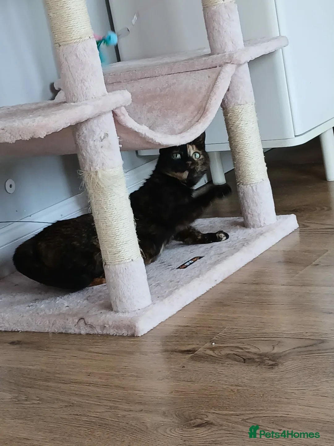 Mixed Breed cats for adoption: Emilie for adoption in Waterlooville - Advert 2