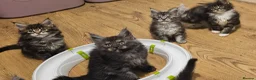 Maine Coon cats for sale: Tica Reg maine coon kittens - Advert 18