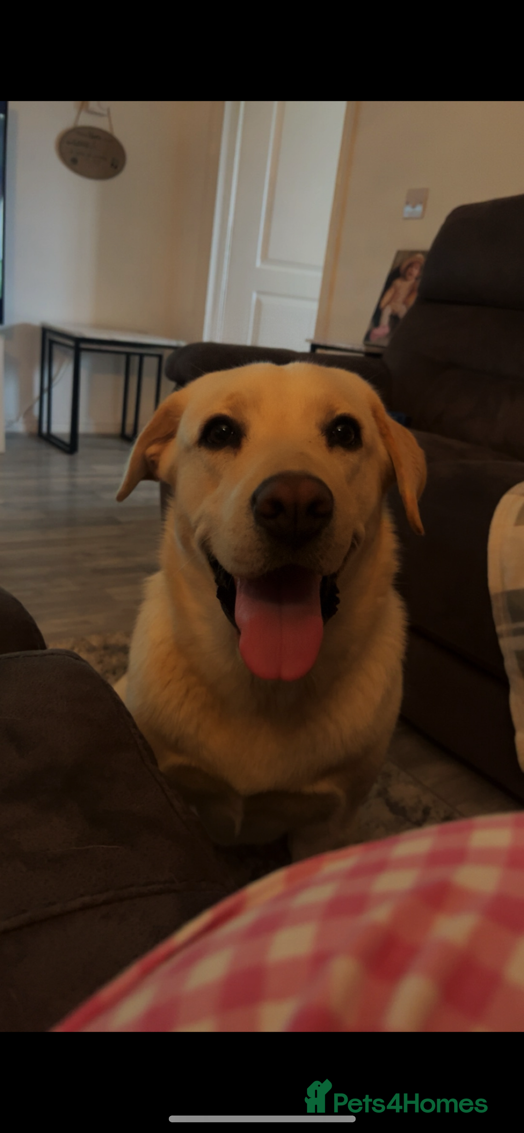 Labrador Retriever dogs for sale: 1 year old Labrador retriever for sale - Image 2
