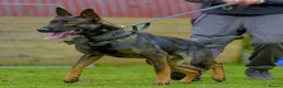 Belgian Shepherd Dog dogs for sale: EXCEPTIONAL WORKING LINE SHEPHERDS! - Advert 6