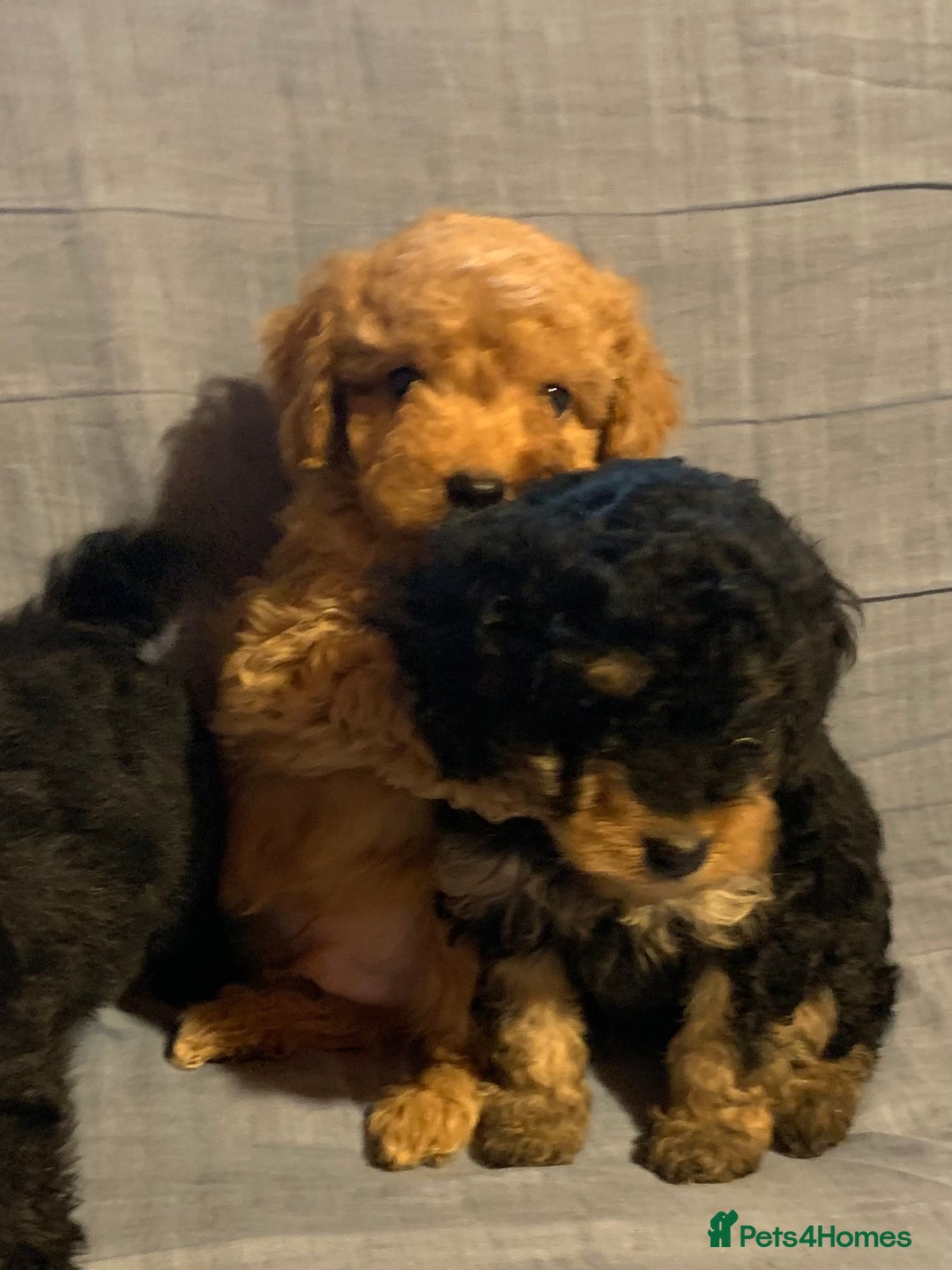 Cockapoo dogs for sale: Beautiful toy cockapoo puppies  - Advert 3