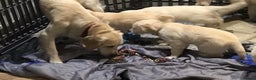 Golden Retriever dogs for sale: Championline puppies in London - Advert 5