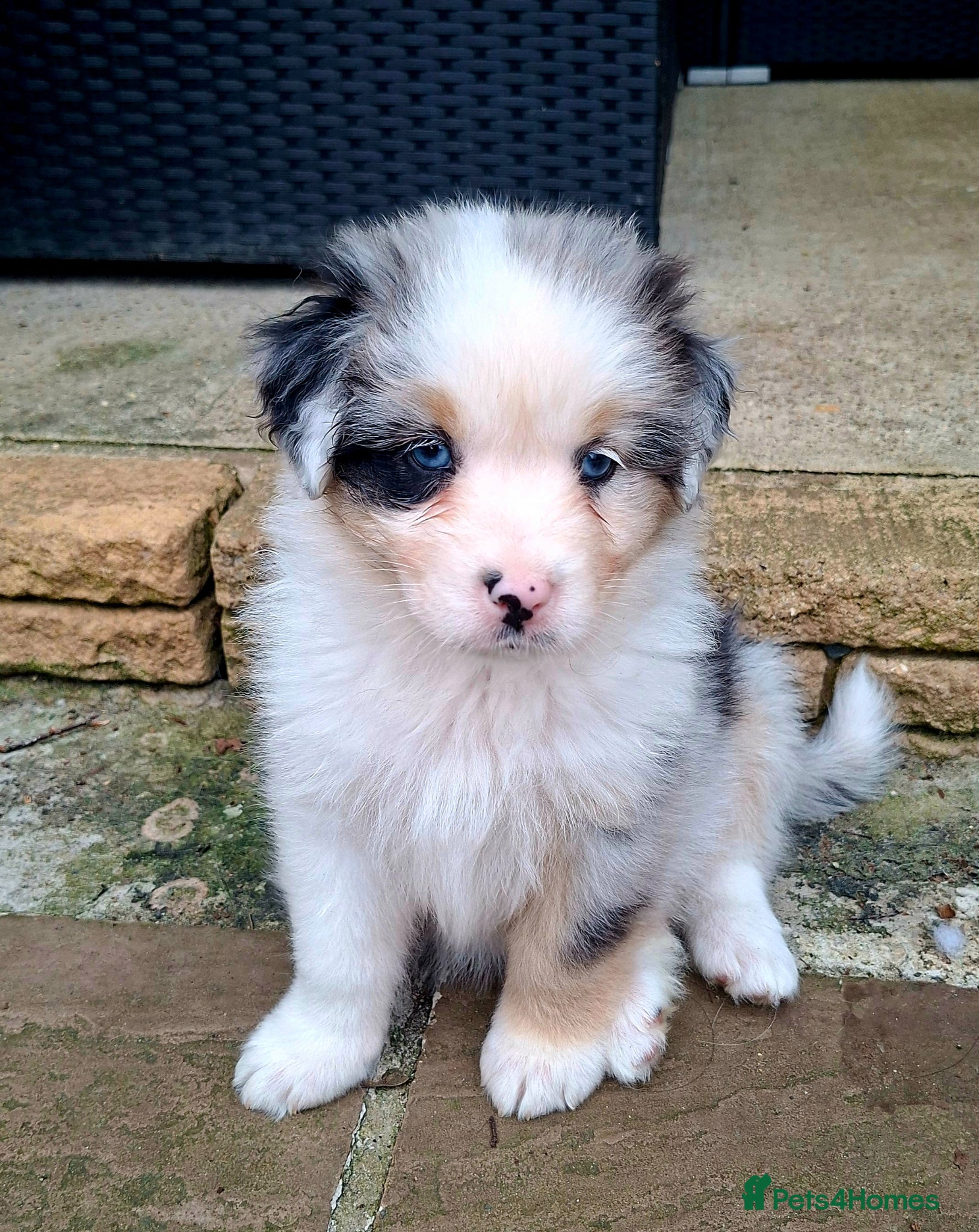 Australian Shepherd dogs ​🐾 Beautiful Australian Shepherd Puppies 🐾 - Advert 15