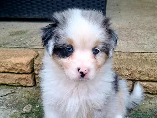 Australian Shepherd dogs 🐾 Beautiful Australian Shepherd Puppies 🐾 - Advert 15
