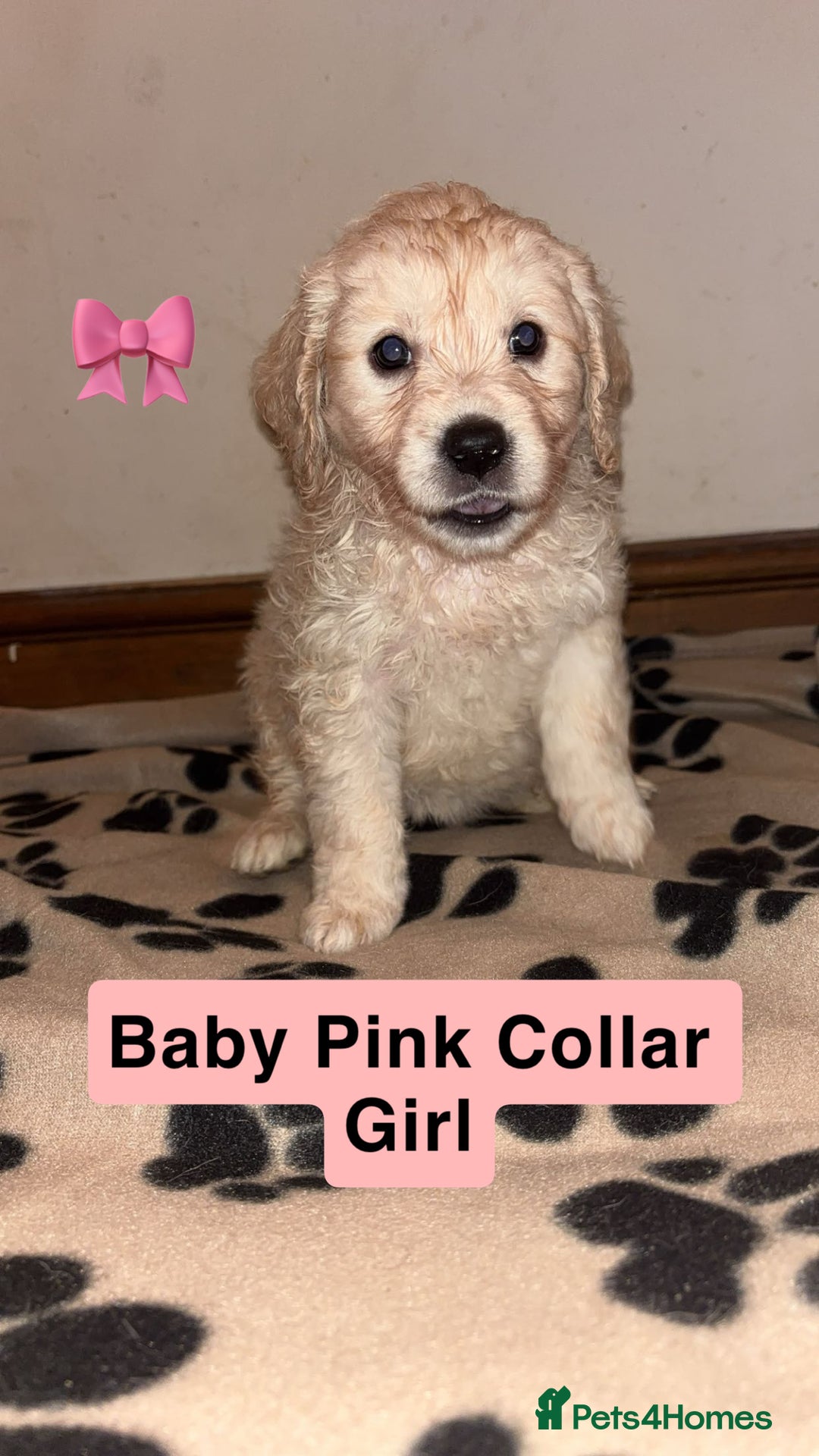 Mini Goldendoodle dogs for sale: 10 beautiful Miniature F1 GoldenDoodle puppies - Advert 9