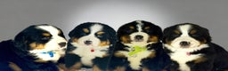 Bernese Mountain Dog dogs for sale: Bernese mountain puppies  - Advert 5