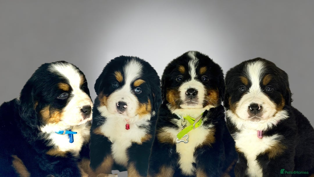 Bernese Mountain Dog dogs for sale: Bernese mountain puppies  - Advert 5