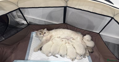 British Shorthair cats - Advert 8