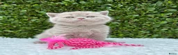 British Shorthair cats for sale: British Shorthair Kittens - GCCF - Advert 10