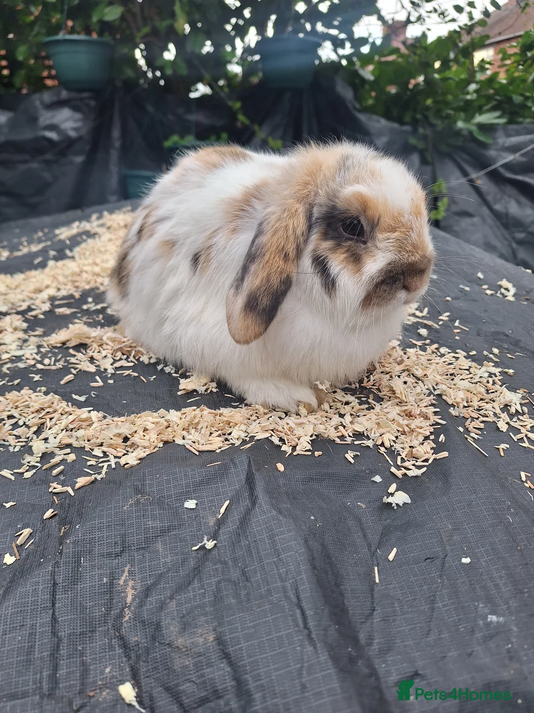 Mini Lop rabbits for sale: Pure bred mini lop.babie rabbits  - Advert 1