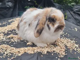Mini Lop rabbits Pure bred mini lop.babie rabbits - Advert 1