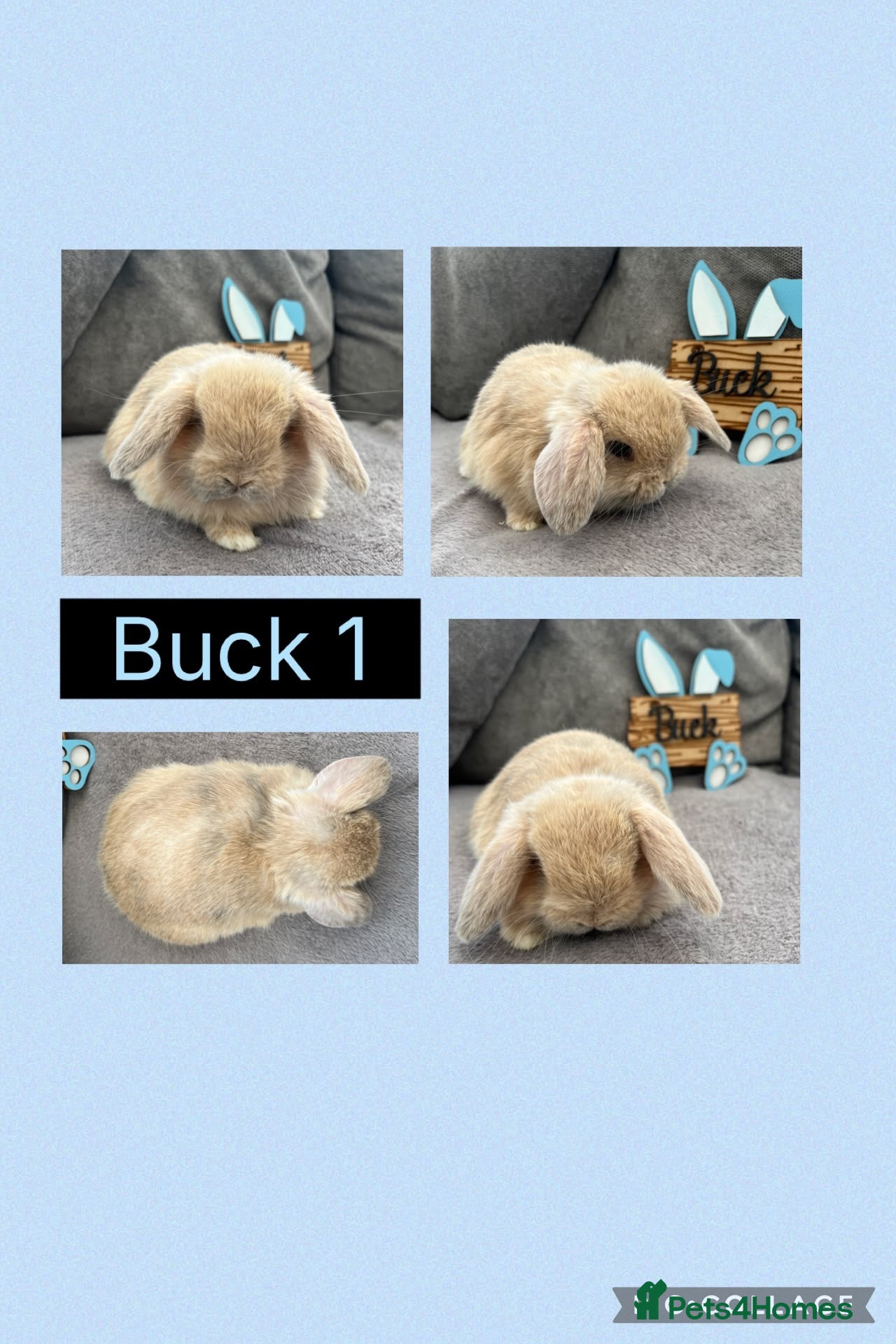 Mini Lop rabbits Beautiful Mini Lop babies For Sale - Advert 2