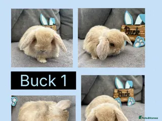 Mini Lop rabbits Beautiful Mini Lop babies For Sale - Advert 1