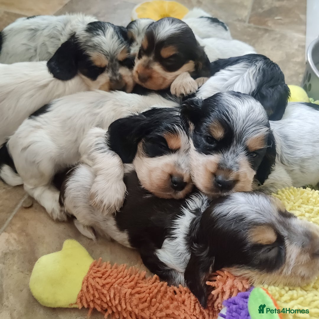 Cocker Spaniel dogs for sale: KC Show type Cocker Spaniels  in Driffield - Image 6