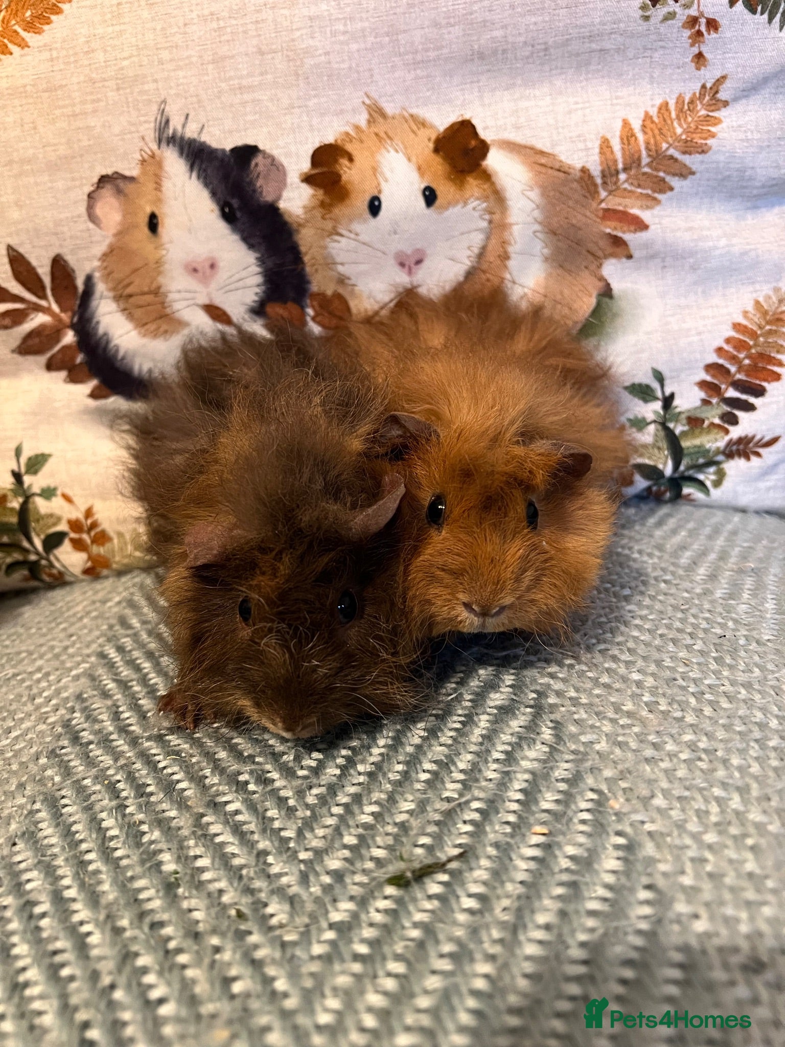 Guinea Pig rodents Lunkarya Mix Baby Male Guinea Pigs for Sale - Advert 1