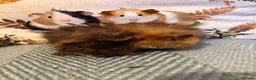 Guinea Pig rodents for sale: Lunkarya Mix Baby Male Guinea Pigs for Sale - Advert 1