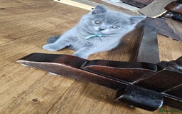 British Shorthair cats for sale: GCCF BSH Blue pedigree kittens for sale - Image 20