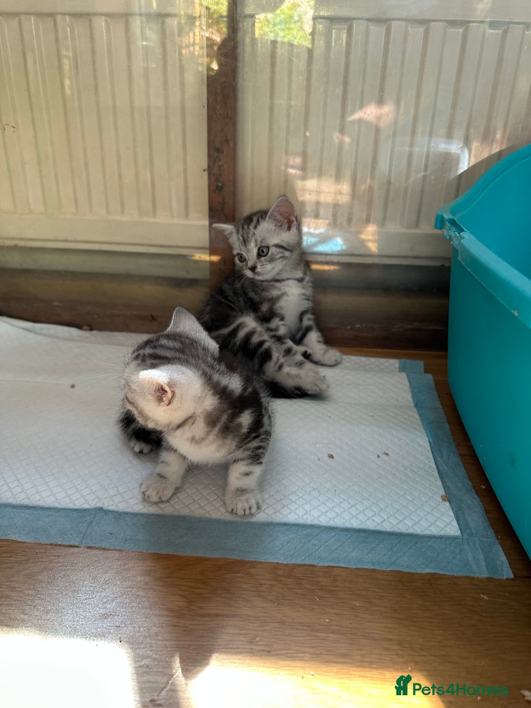 British Shorthair cats for sale: Gorgeous British Shorthair Babies.  - Image 8