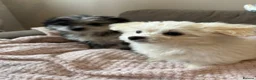 Mixed Breed dogs for sale: Last 2 Pomenese pups  in Kinross - Advert 6