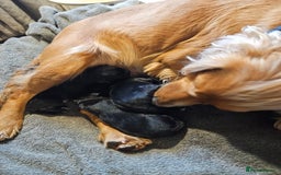 Mixed Breed dogs for sale: Cocker spaniel cross puppies - Image 17