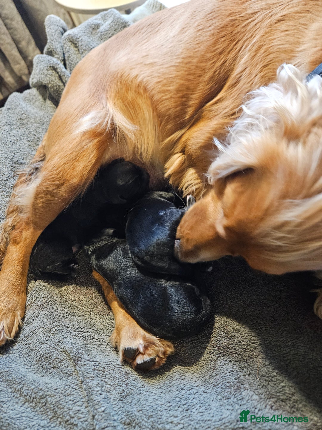 Mixed Breed dogs for sale: Cocker spaniel cross puppies - Image 17