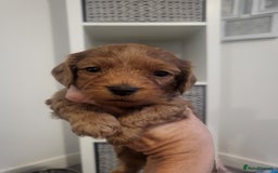 Cavachon dogs for sale: Cavapoochon - Image 7