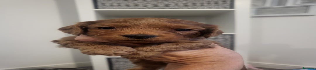 Cavapoochon Puppy 3
