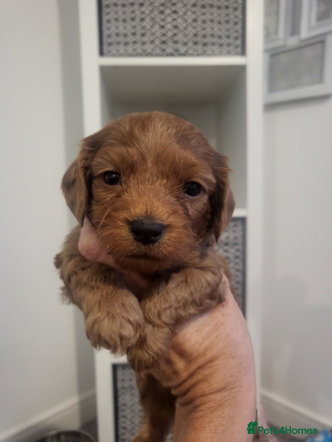 Cavachon dogs for sale: Cavapoochon - Image 7