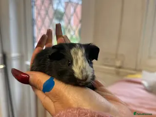 Guinea Pig rodents Gorgeous baby Guineapigs - Advert 5