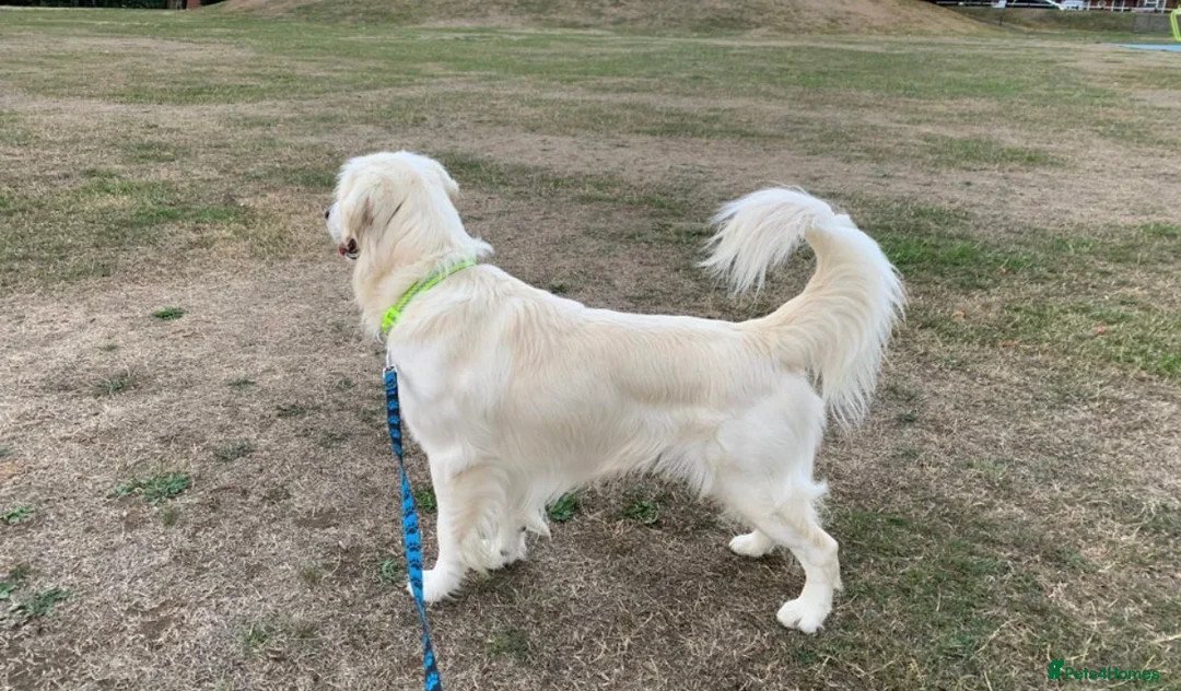 Golden Retriever dogs for sale: Champion line-KC Reg. Golden Retriever Puppies💖💙 - Advert 6