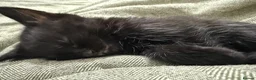 Mixed Breed cats for sale: Wasabi, a long haired black kitten - Advert 8