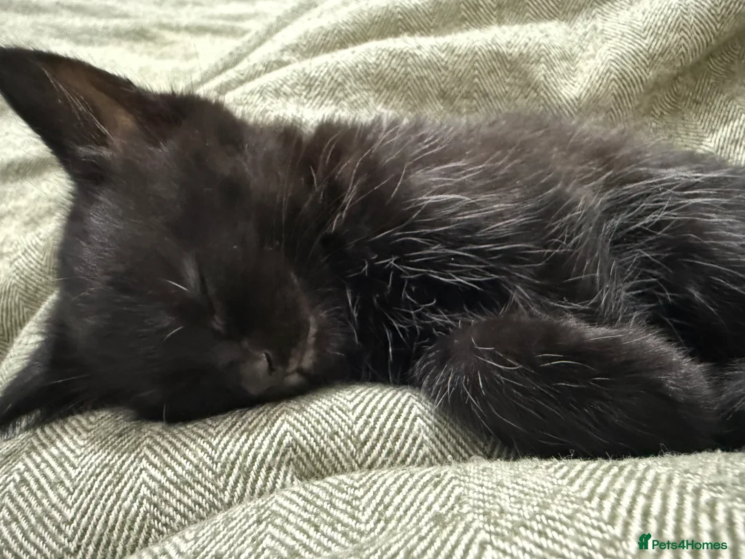 Mixed Breed cats for sale: Wasabi, a long haired black kitten - Advert 8