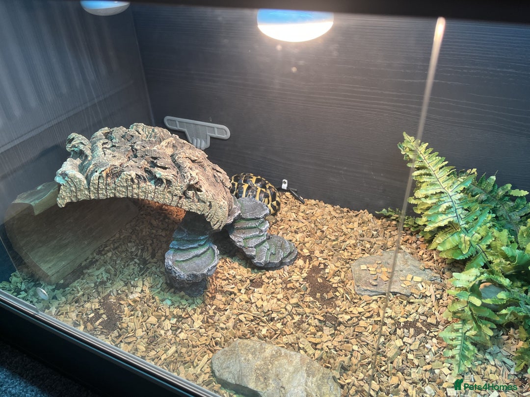 Hermann Tortoise reptiles for sale: Hermann's Tortoise - Image 4