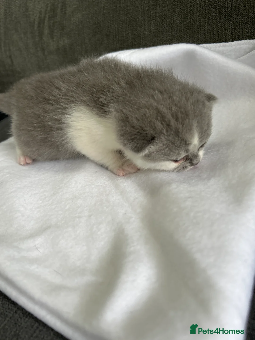 British Shorthair cats for sale: BRITISH SHORTHAIR KITTENS (registered) - Advert 3