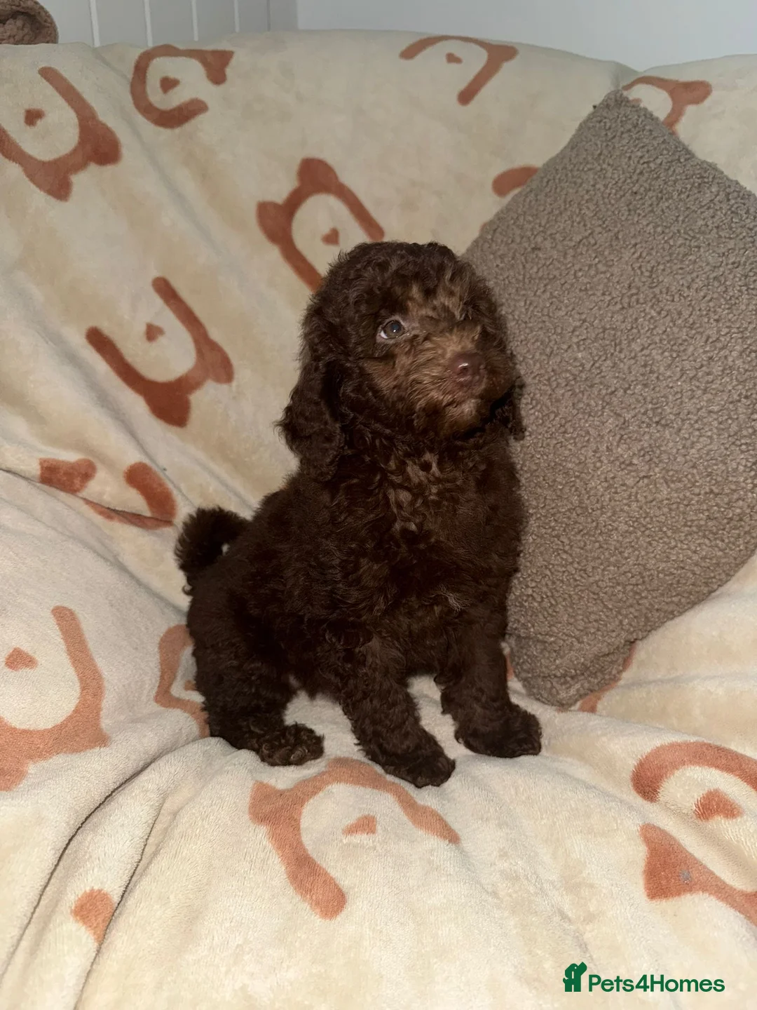 Miniature Poodle dogs for sale: 🩷💜Stunning Chocolate Mini Poodle Girls💛💜 - Advert 2