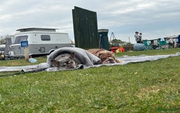French Bulldog dogs for sale: Beautiful little girl 5yrs old free to a good home - Image 5