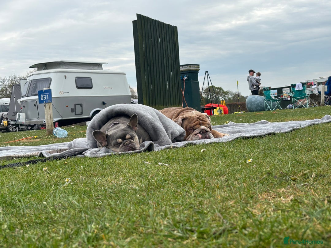 French Bulldog dogs for sale: Beautiful little girl 5yrs old free to a good home - Image 5