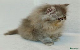 Exotic cats for sale: CHUBBY KITTENS - Image 9