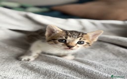 Mixed Breed cats for sale: Adorable Kittens Looking for Their Forever Homes ✨ - Image 20
