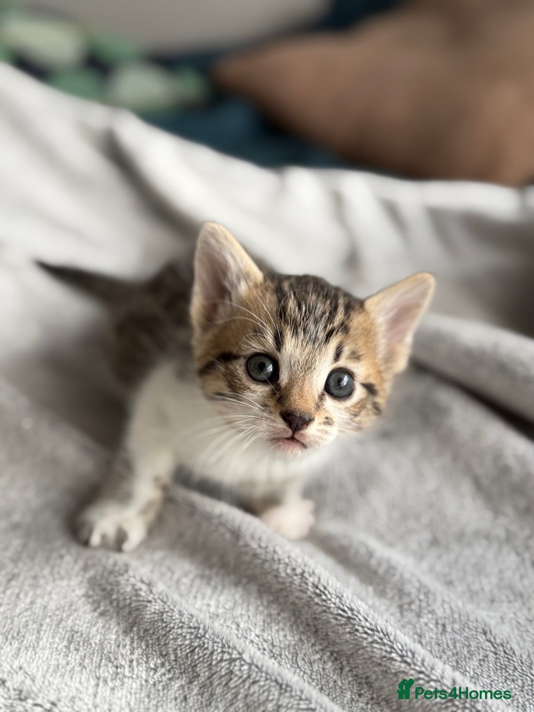 Mixed Breed cats for sale: Adorable Kittens Looking for Their Forever Homes ✨ - Image 20