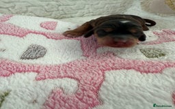 Cockapoo dogs for sale: Ready Dec 20th. Fully dna & health tested clear - Image 18