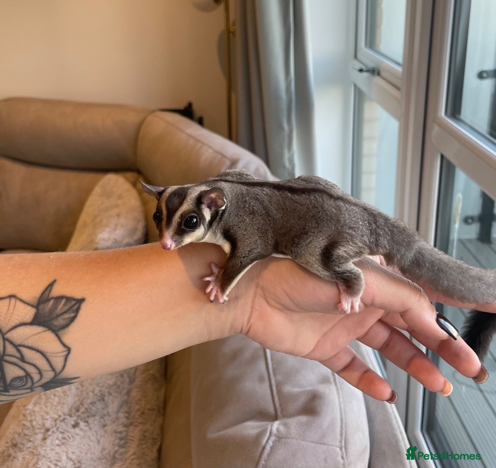 Sugar Glider rodents Grey Male Sugar Glider - Advert 4