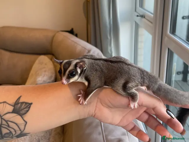 Sugar Glider rodents Grey Male Sugar Glider - Advert 4
